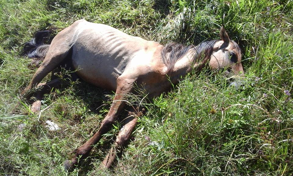 Cavalo é encontrado abandonado e ferido em sítio de SP; dona é