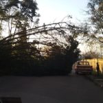 quada-arvore-oscar-schick-alvorada-rs-ana-marques