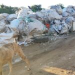 arroio-reciclagem-americana-alvorada-rs-outubro-2020-2