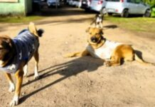Alvorada conquista habilitação para receber recursos do fundo estadual de bem-estar animal